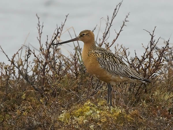 Punakuiri, Bar-tailed Godwit, Limosa lapponica